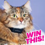WIN a PetPace AI Smart Cat Collar ta7ON