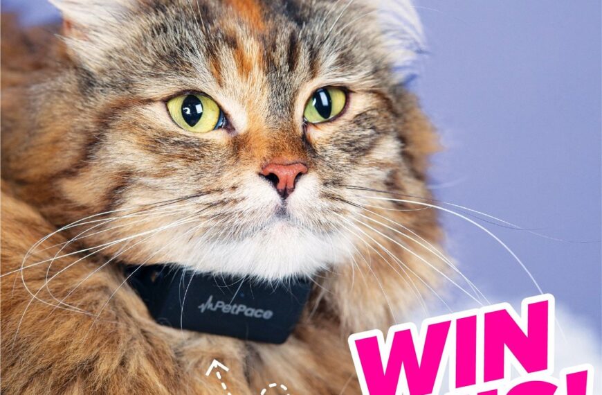 WIN a PetPace AI Smart Cat Collar