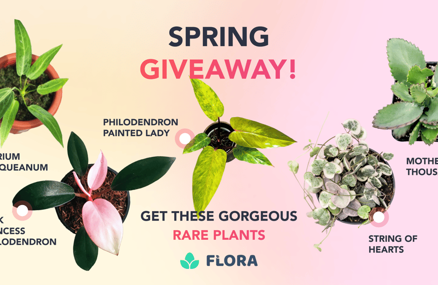 WIN an Anthurium Warocqueanum and Flora Plus Subscription