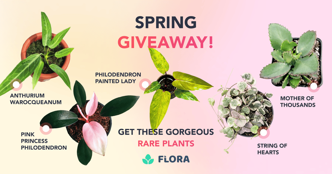 WIN an Anthurium Warocqueanum and Flora Plus Subscription
